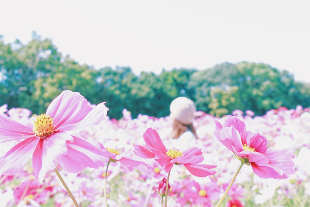 flower-nature-summer-flora-field picture material