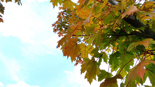 leaf-fall-nature-no-person-bright picture material