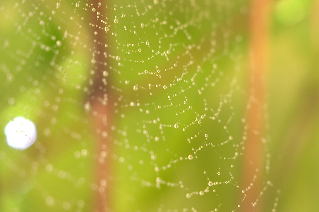 abstract-dew-blur-insubstantial-spider-web 图片素材