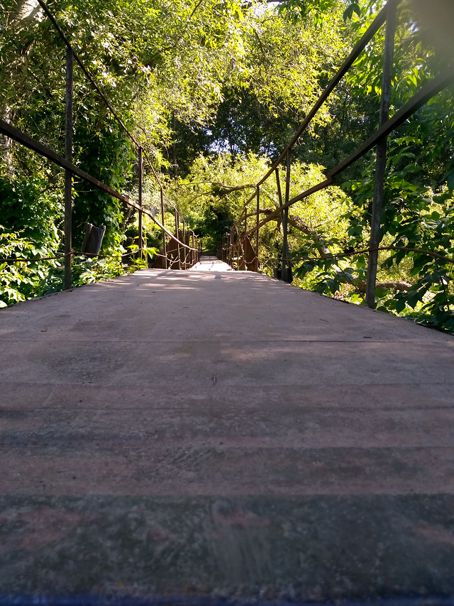 road-no-person-landscape-tree-wood picture material