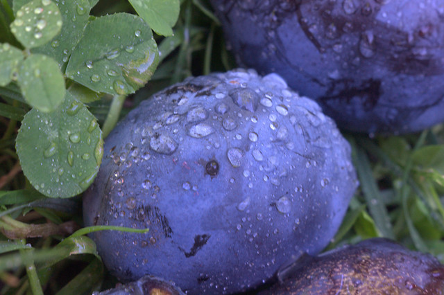 nature-no-person-leaf-blue-flora 图片素材