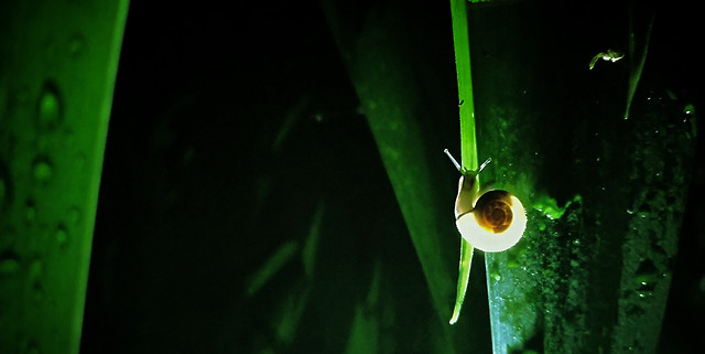 no-person-invertebrate-green-leaf-insect 图片素材