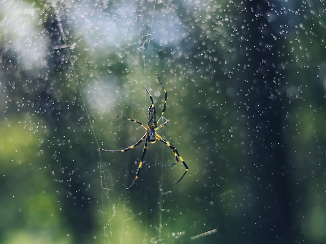 water-spider-sky-nature-no-person 图片素材
