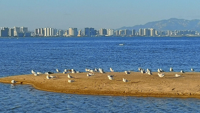 sea-shore-sky-ocean-bird 图片素材