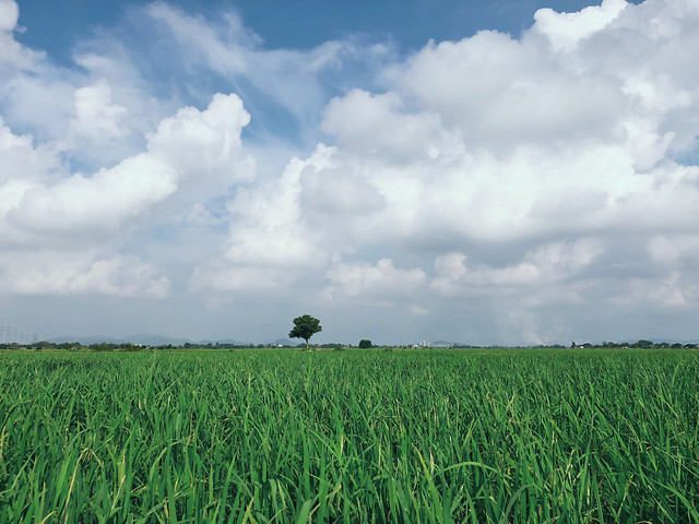 field-sky-crop-grass-agriculture 图片素材