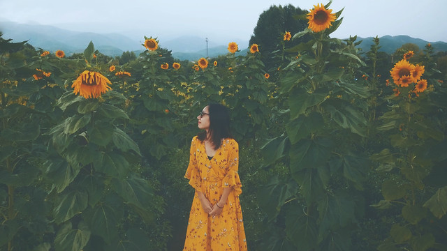 flower-sunflower-leaf-sep-no-person picture material