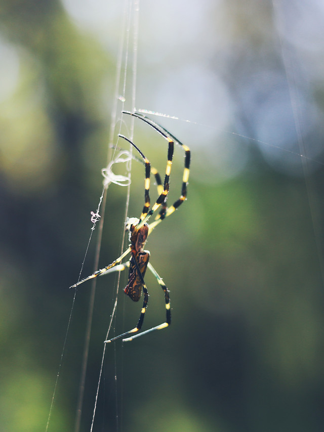nature-spider-arachnid-invertebrate-insect 图片素材