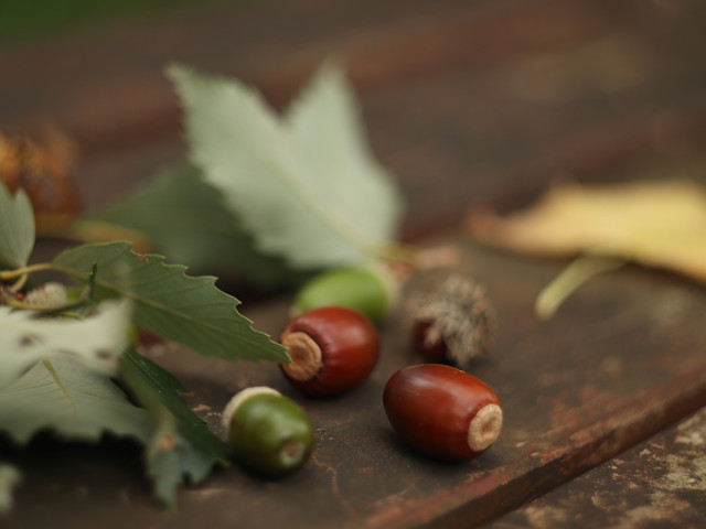 leaf-still-life-food-fruit-acorn 图片素材