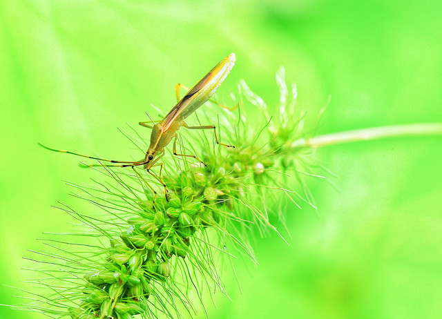 insect-grass-wildlife-animal-macro 图片素材