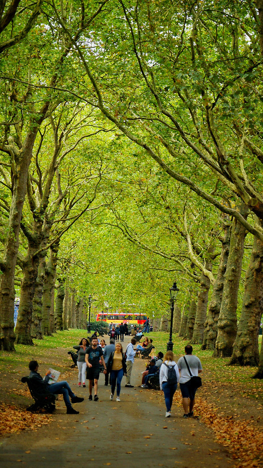 tree-leaf-nature-park-branch 图片素材