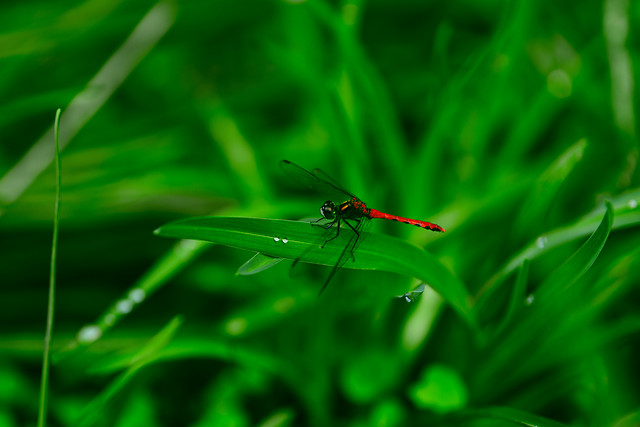 insect-invertebrate-grass-fly-wildlife 图片素材