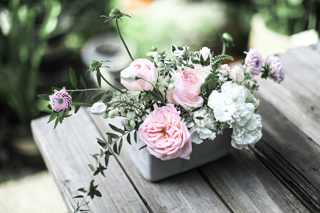 flower-rose-flora-petal-fresh 图片素材