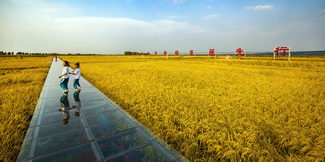 field-sky-crop-agriculture-landscape 图片素材