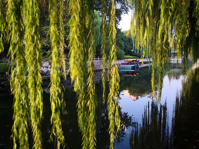 nature-tree-water-landscape-reflection picture material