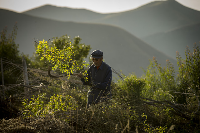 jiang-brak picture material