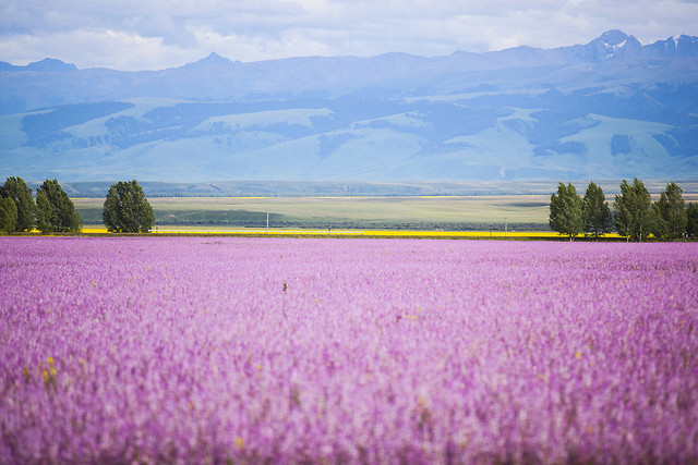 field-flower-sky-landscape-agriculture picture material