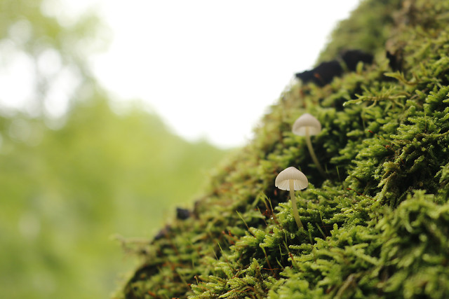 grass-tree-moss-leaf-nature picture material