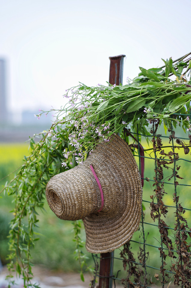 grass-tree-flower-nature-summer 图片素材