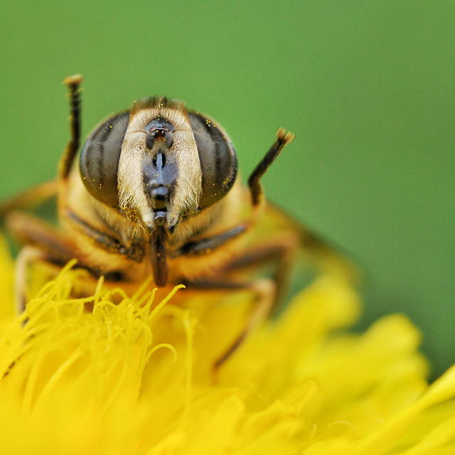 insect-bee-invertebrate-pollen-wildlife picture material