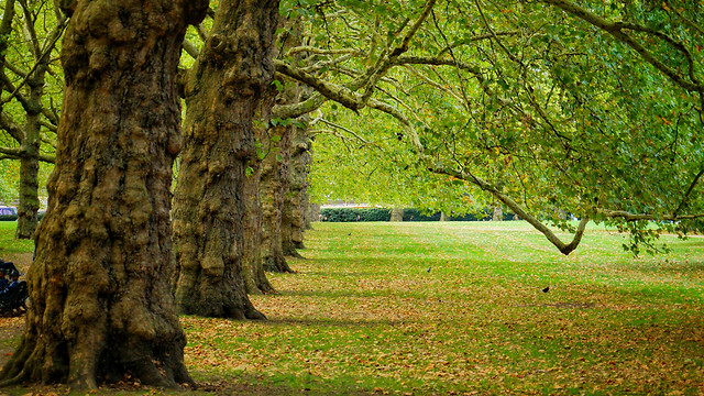 tree-nature-leaf-grass-branch 图片素材