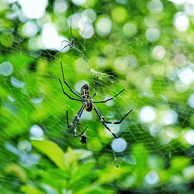 spider-insect-leaf-wildlife-macro 图片素材