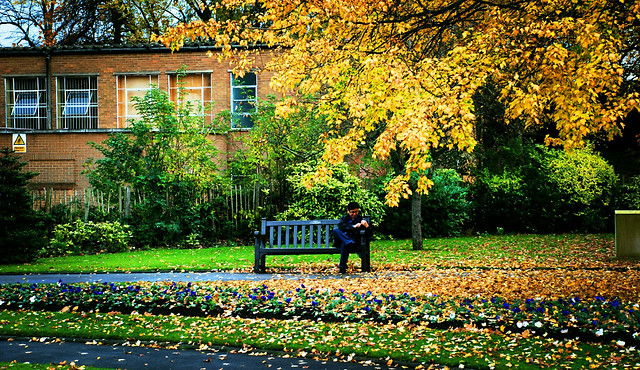 leaf-nature-tree-garden-flower 图片素材