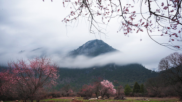 cloud-dance-peach 图片素材