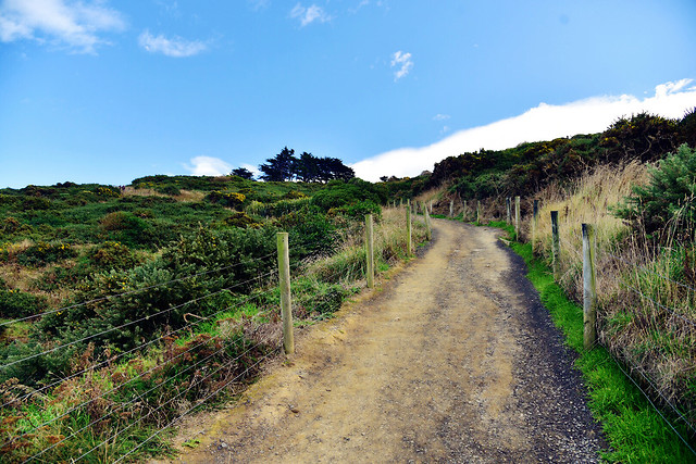 sky-road-grass-hill-tree picture material