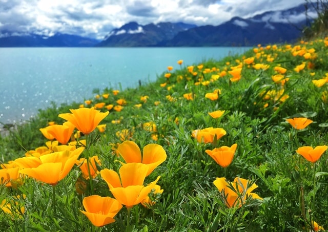 flower-field-grass-sky-landscape picture material