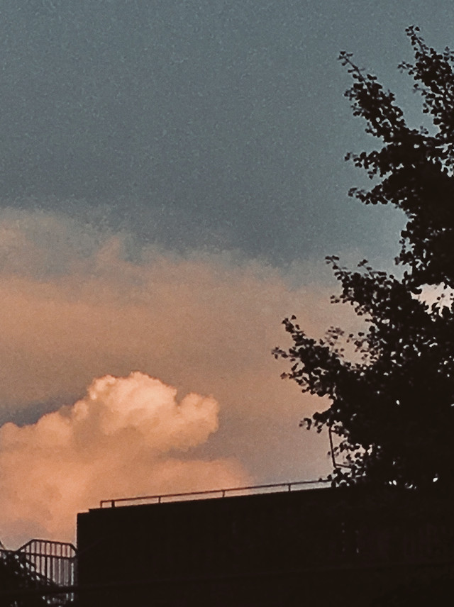 sky-tree-evening-sunset-smoke picture material