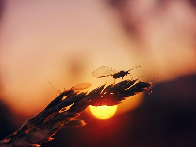 insect-fly-sky-sunset-sun 图片素材