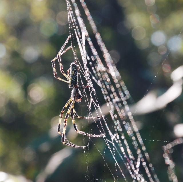 spider-arachnid-spiderweb-insect-nature picture material