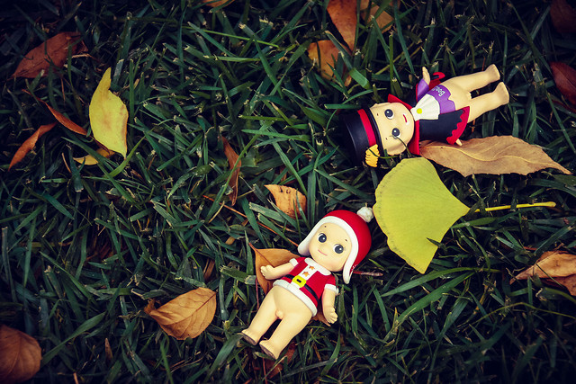 leaf-nature-grass-tree-no-person 图片素材