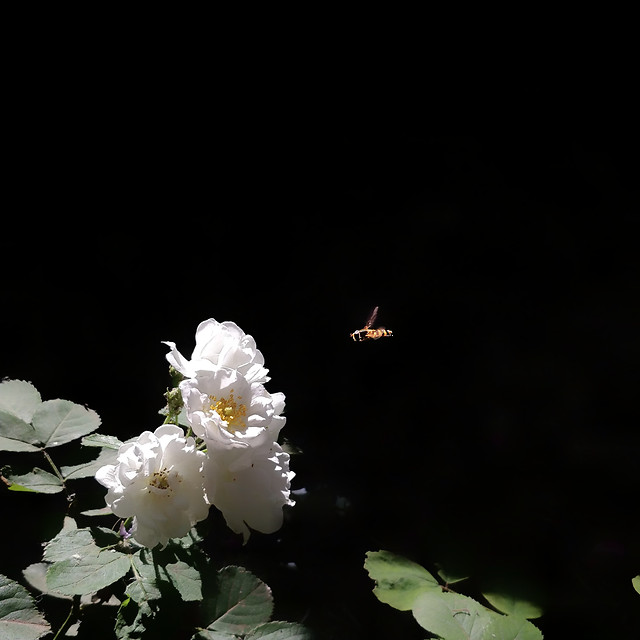 flower-flora-petal-no-person-leaf 图片素材