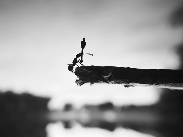 sky-black-and-white-monochrome-silhouette-snow 图片素材