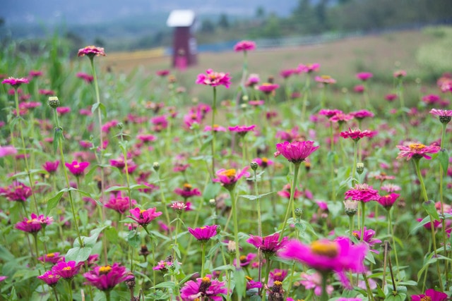 flower-flora-field-grass-nature picture material