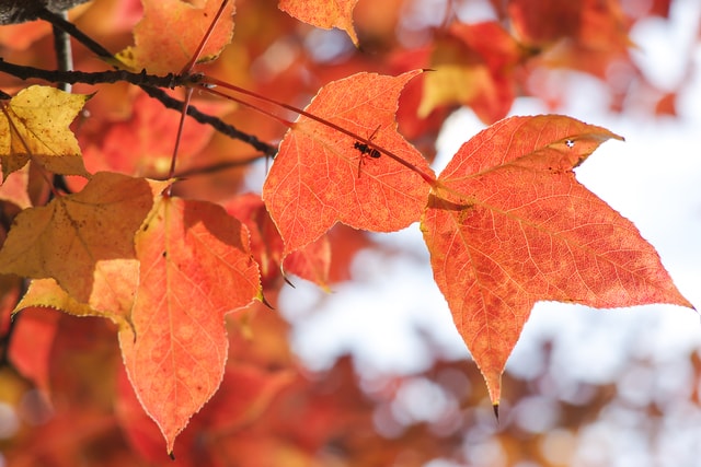 leaf-branch-tree-leaves-maple picture material