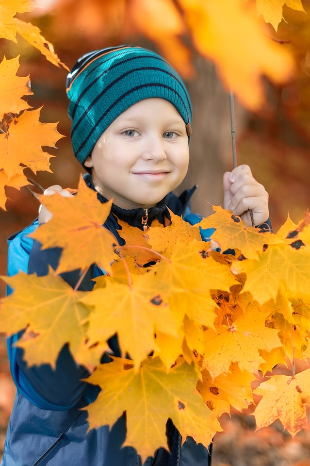 maple-leaves 图片素材