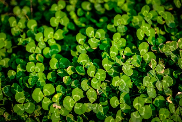 leaf-color-texture-garden-green 图片素材