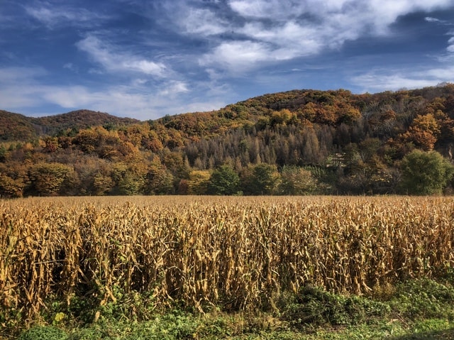 sky-field-agriculture-hill-crop 图片素材