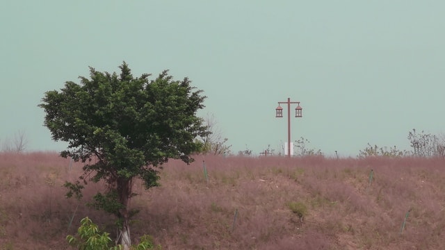 sky-tree-field-landscape-grass 图片素材