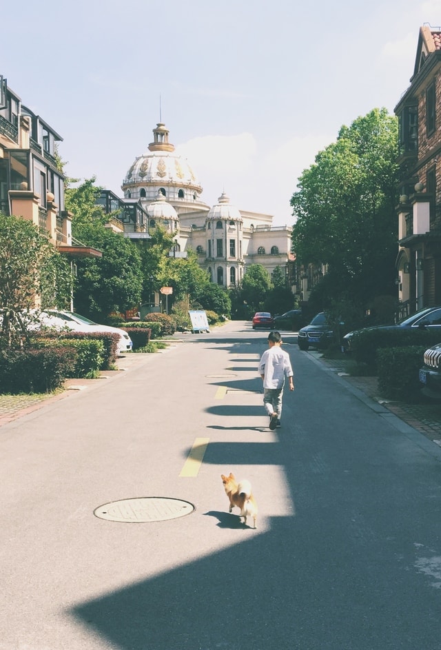 road-street-town-city-tree picture material