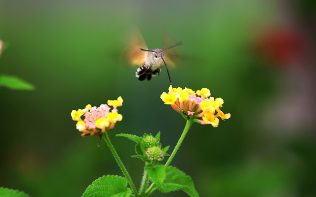 vitality 图片素材