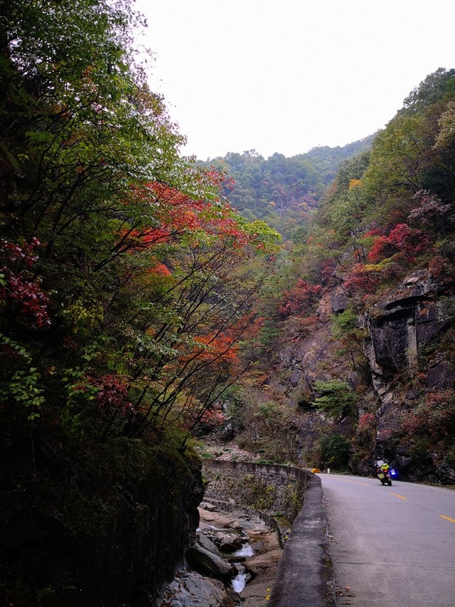 nature-leaf-tree-mountain-road 图片素材