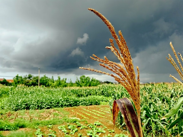 field-crop-agriculture-sky-grass picture material