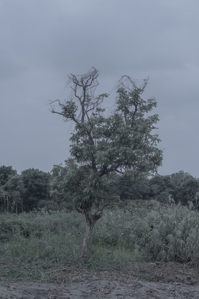 tree-sky-branch-landscape-grass 图片素材