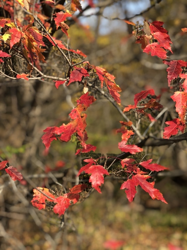 leaf-flora-tree-branch-shrub 图片素材