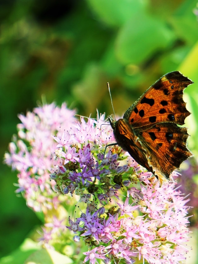 autumn-color 图片素材