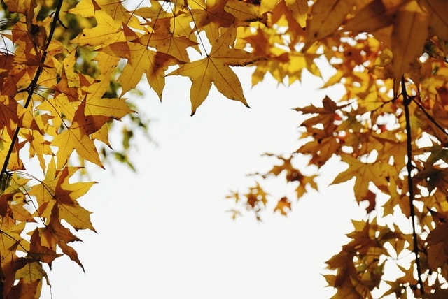 leaf-branch-tree-fall-maple picture material