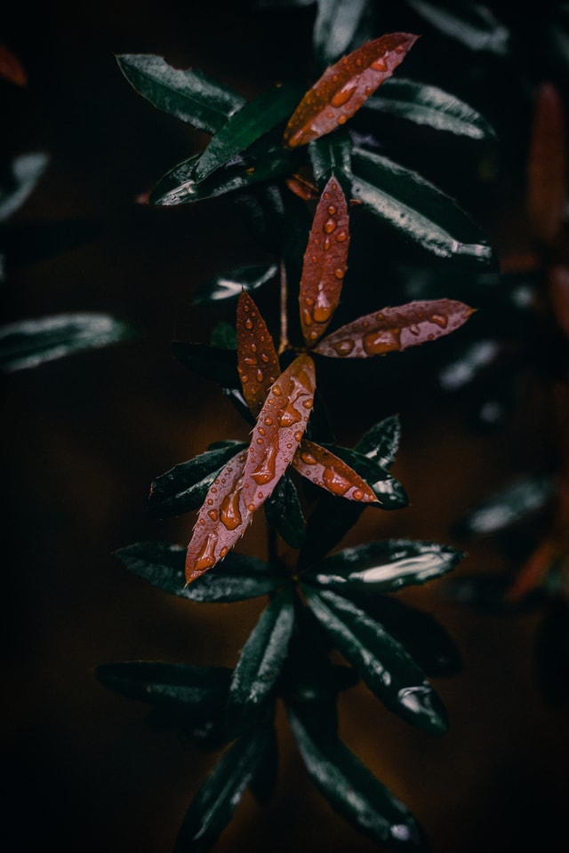 leaf-flora-leaves-cold-dew-fall picture material